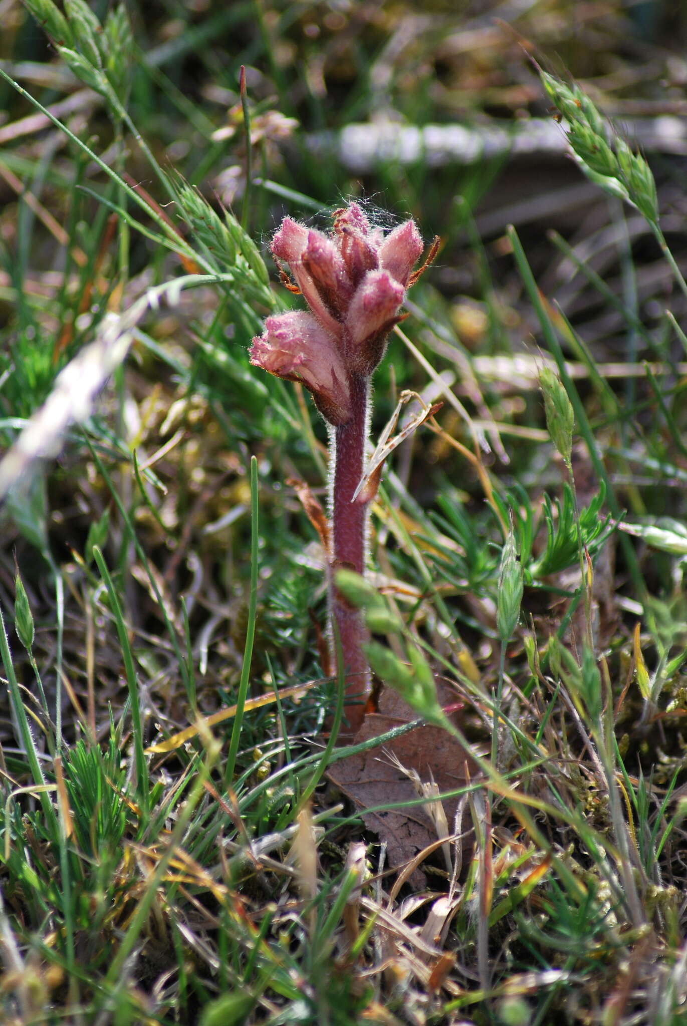 Imagem de Orobanche caryophyllacea Sm.