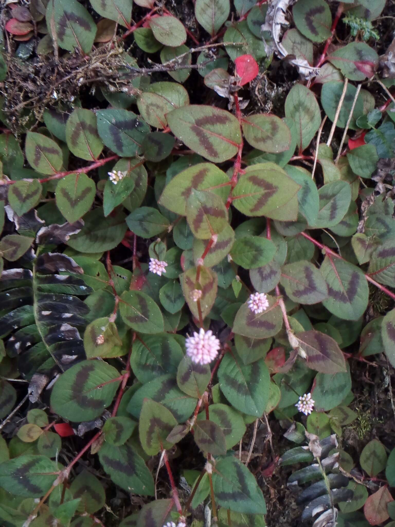 Imagem de Persicaria capitata (Buch.-Ham. ex D. Don) H. Gross