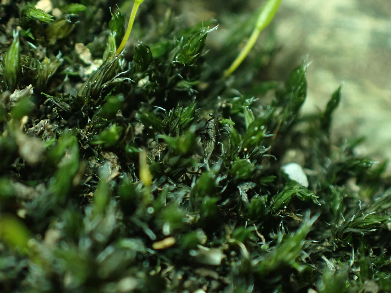 Image of racomitrium moss