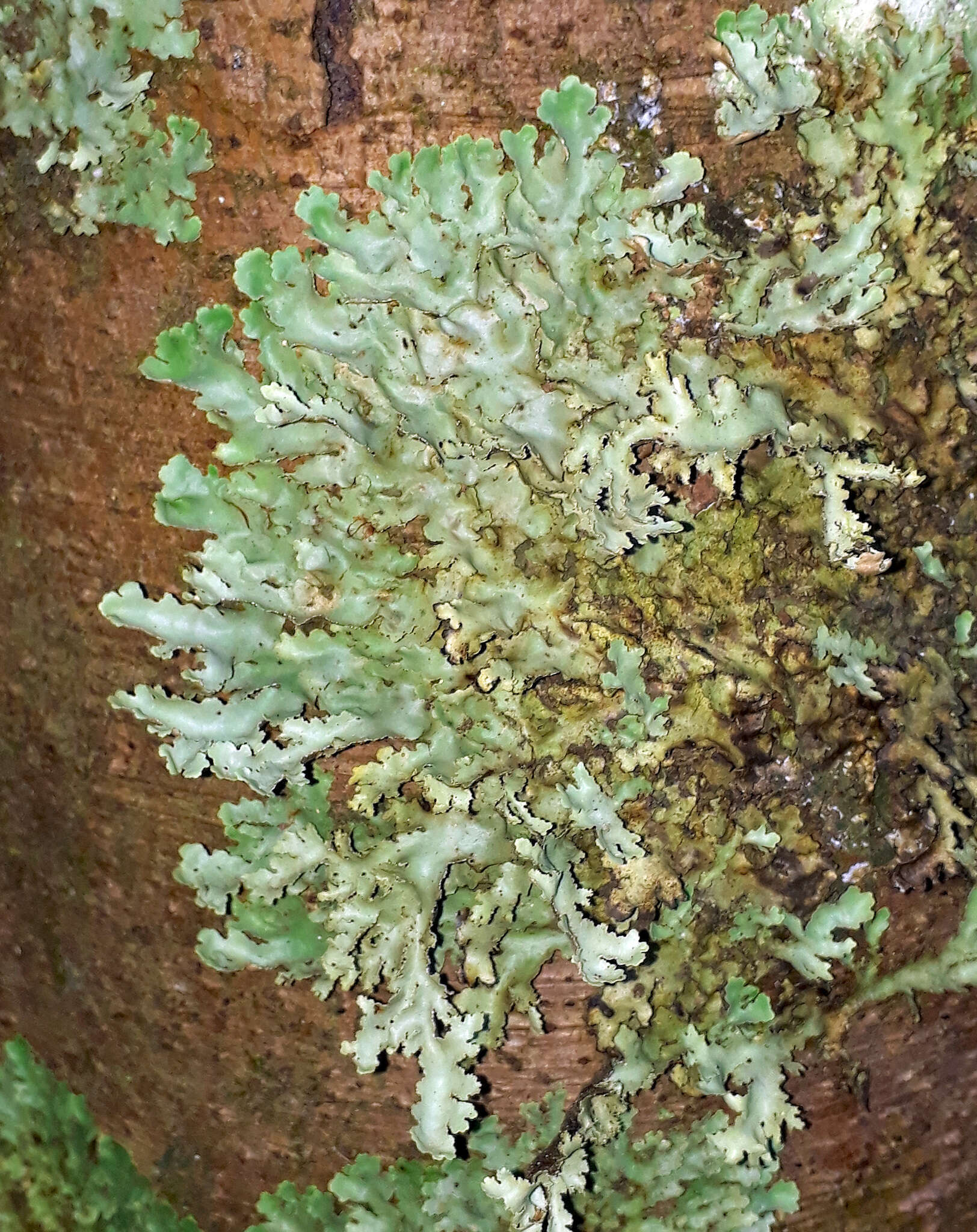 Image de Pseudocyphellaria glabra (Hook. fil. & Taylor) C. W. Dodge