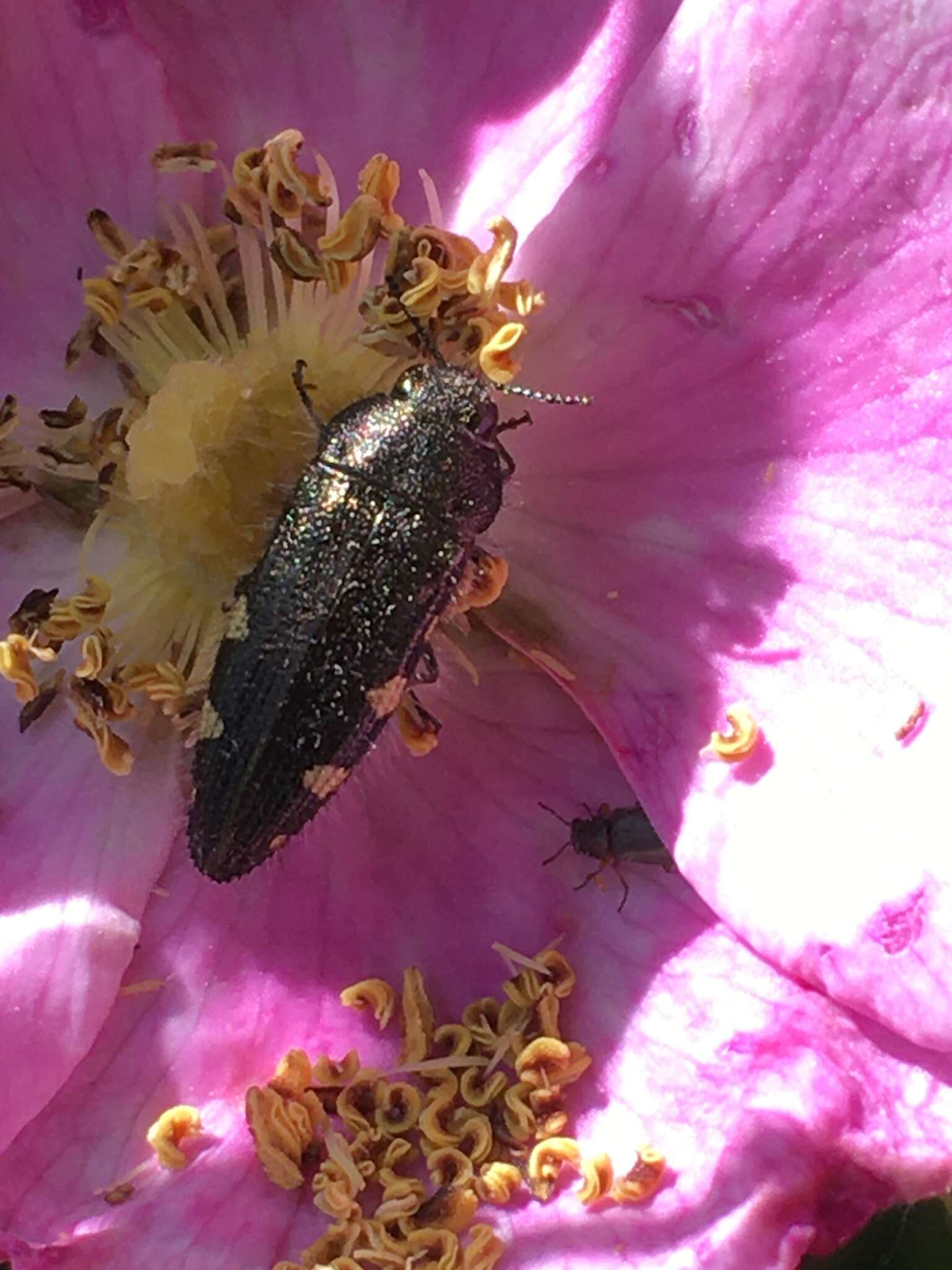 Image of Acmaeodera simulata Van Dyke 1937