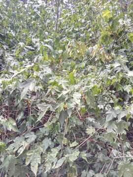 Image of Painted indian mallow