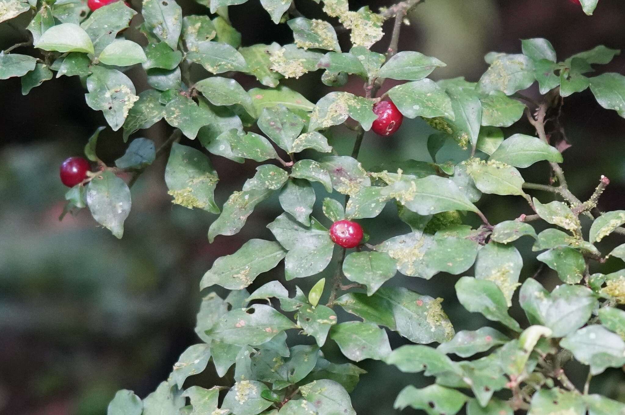 Image of Psychotria parvifolia Benth.