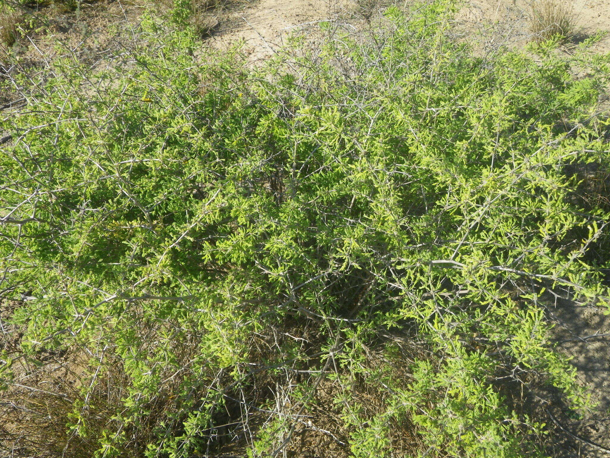 Image of Asparagus capensis L.