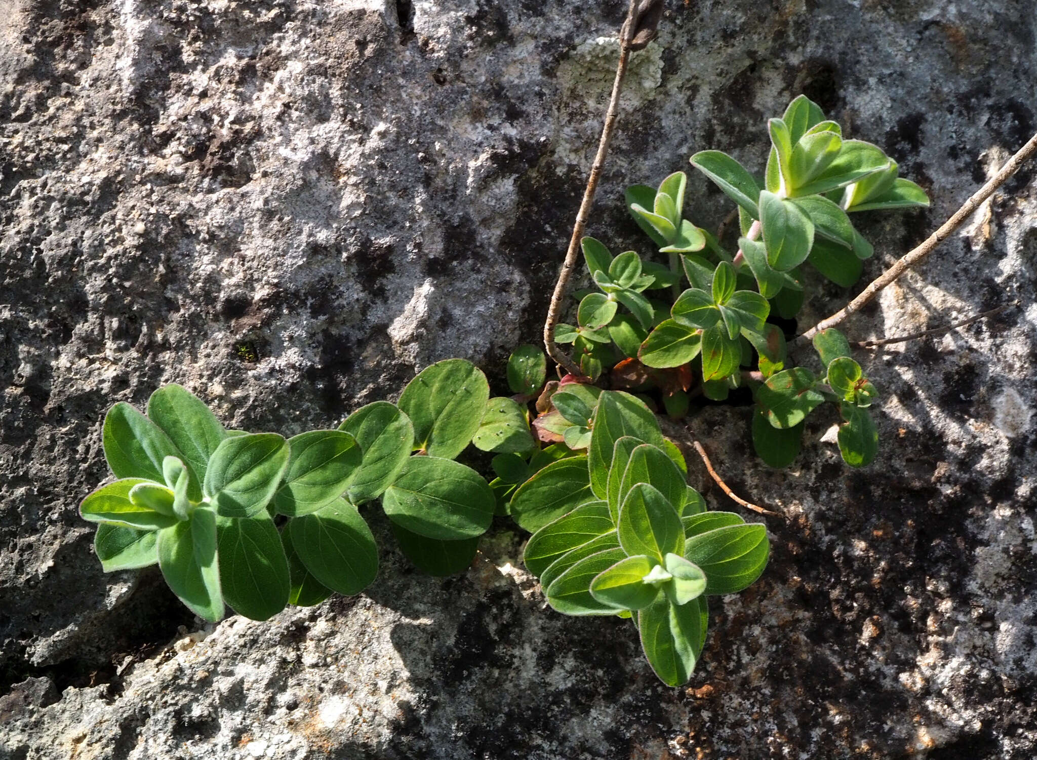 Image of Hypericum lanuginosum Lam.