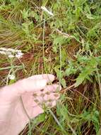 Image of parsley water-dropwort