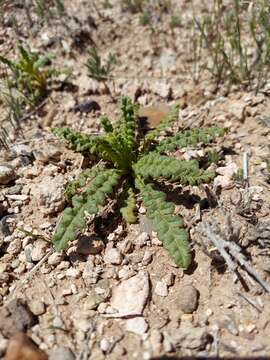 Image of cleftleaf wildheliotrope