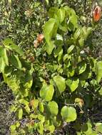 Image of Croton arboreus Millsp.