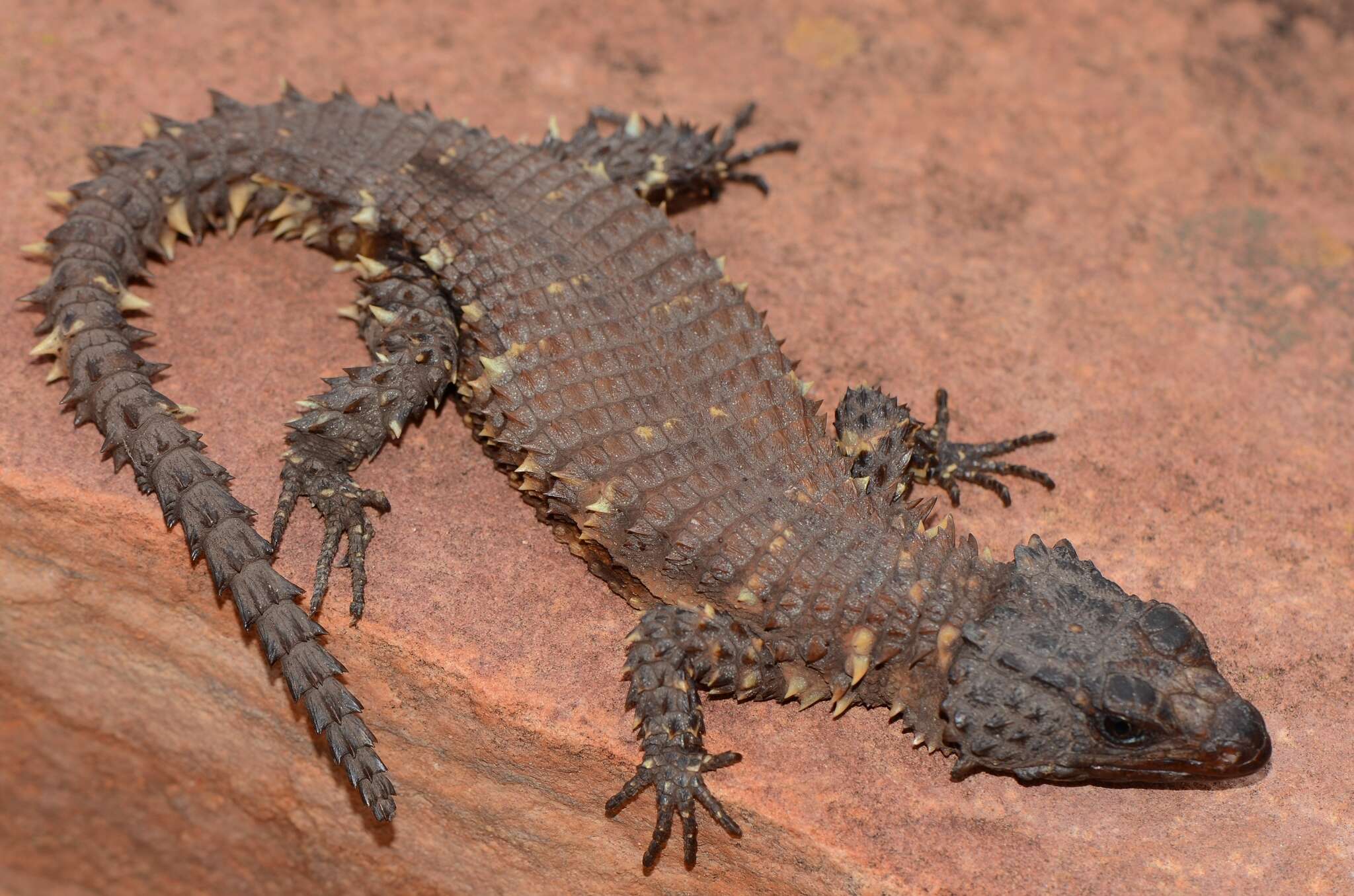 Image of Waterberg Girdled Lizard