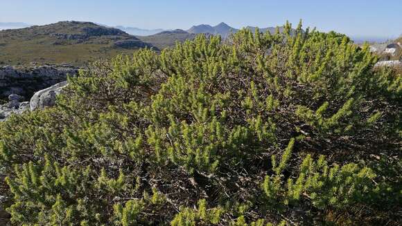 صورة Aspalathus capensis (Walp.) R. Dahlgren