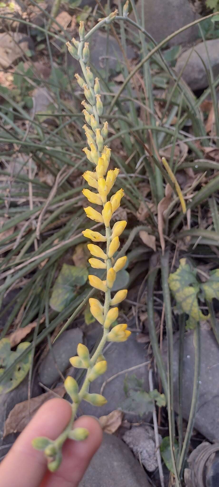 Image of Dyckia floribunda Griseb.