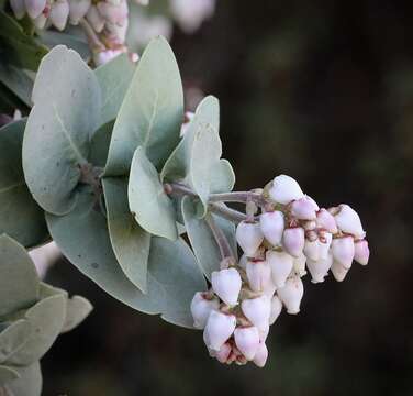 Слика од Arctostaphylos gabilanensis V. T. Parker & M. C. Vasey