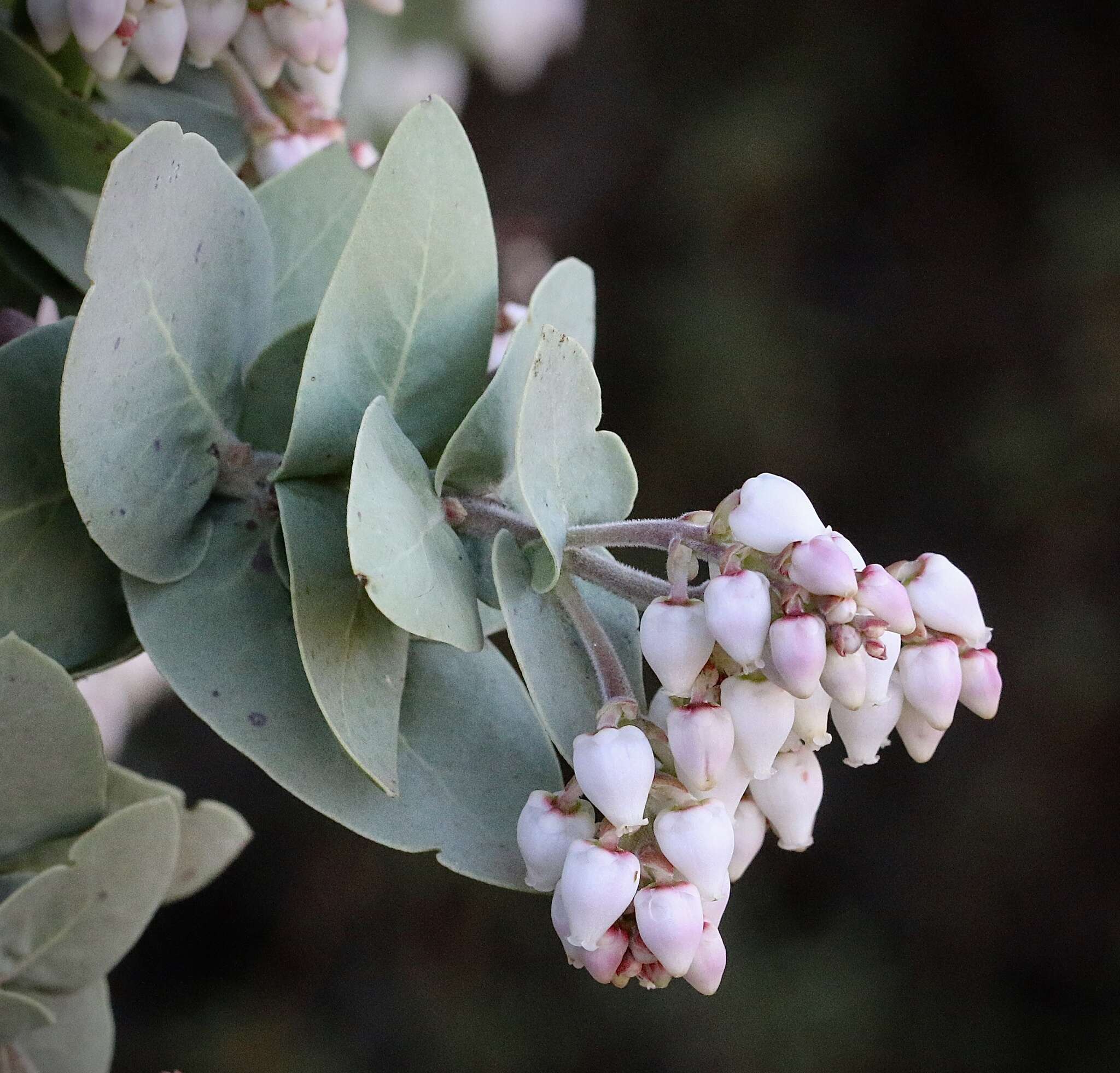 Image of Gabilan Mountains manzanita