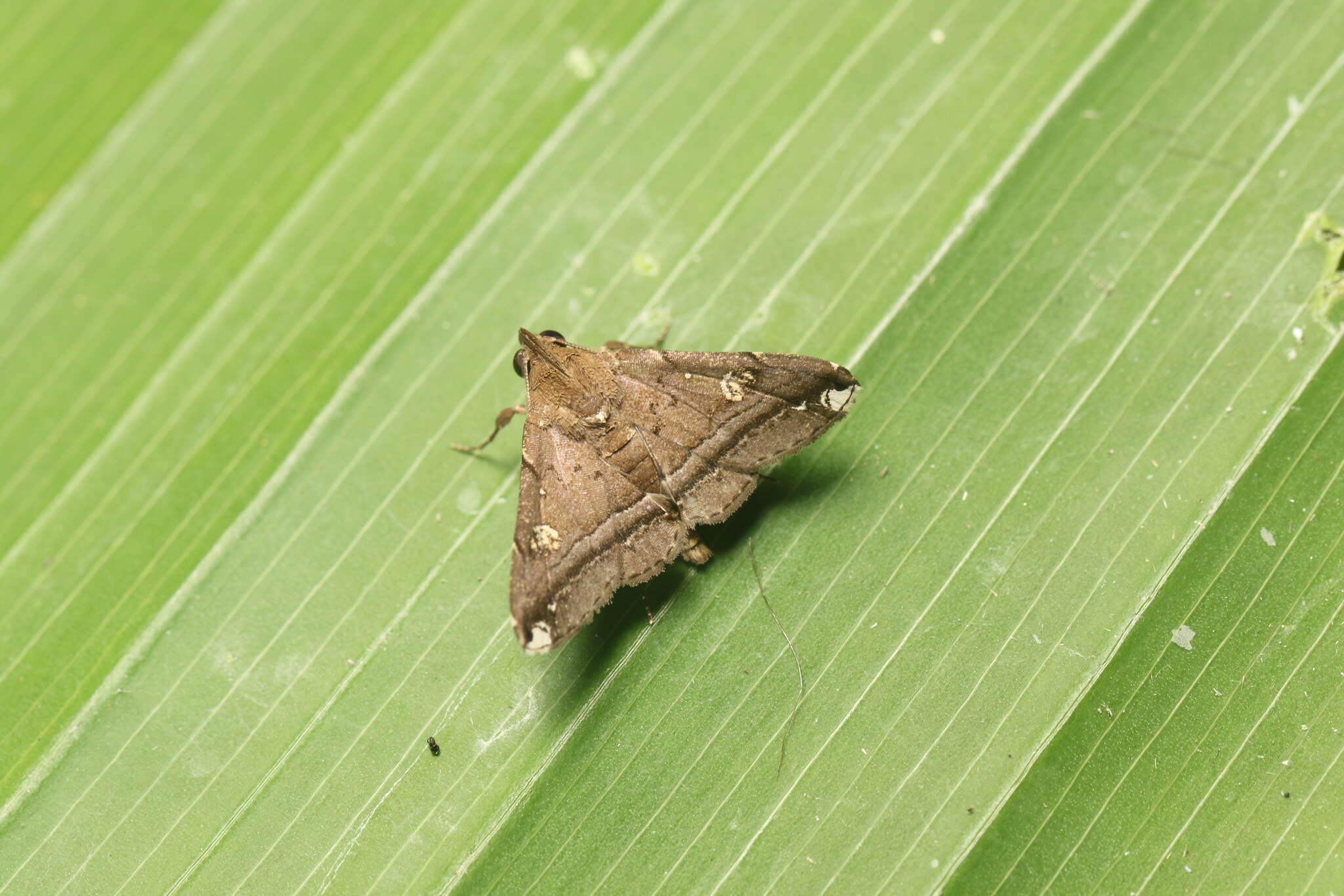 Image of Tarista albiapicalis Schaus 1916