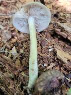 Image of Entoloma griseum Peck 1904