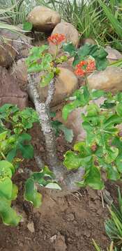 Imagem de Jatropha podagrica Hook.