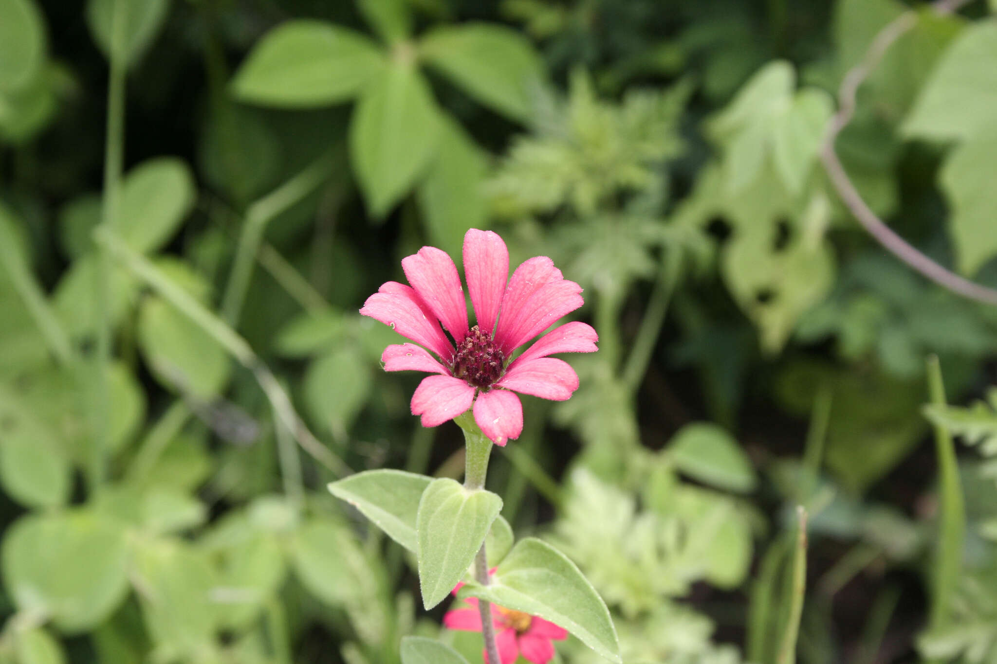 Image of Peruvian zinnia