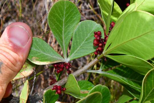 Image of <i>Searsia <i>scytophylla</i></i> var. scytophylla