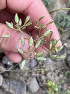 Image of Canby's biscuitroot