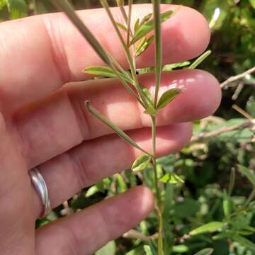 Image de Epilobium leptophyllum Rafin.