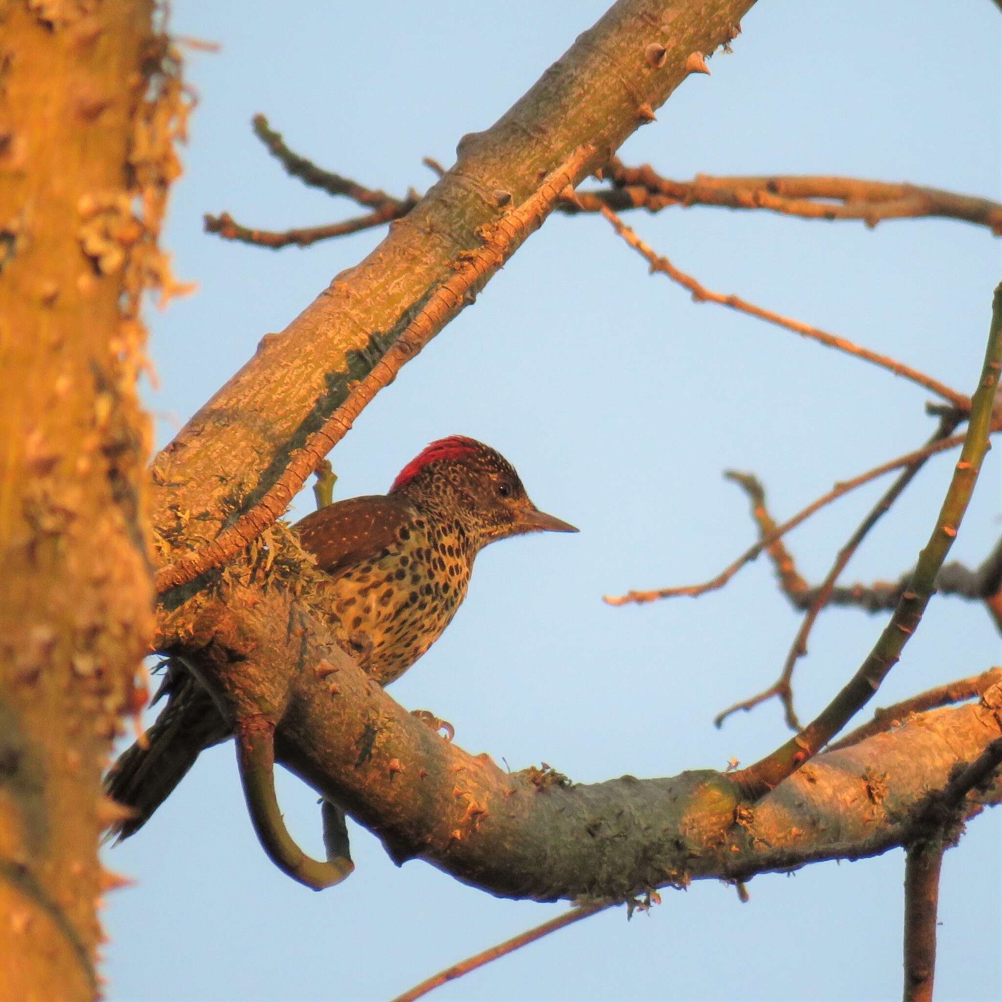 Image of Knysna Woodpecker