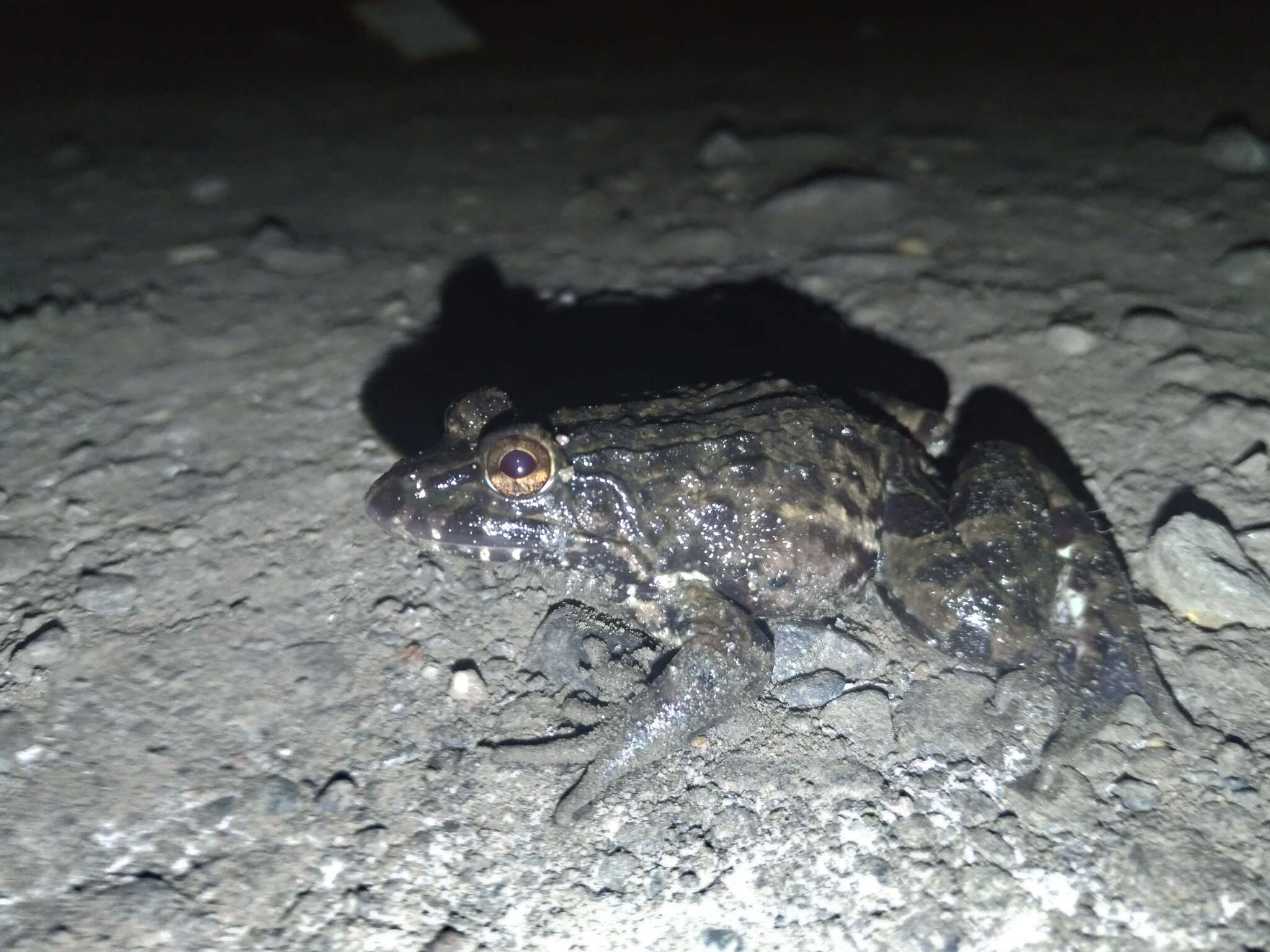 Image of Asian Brackish Frog