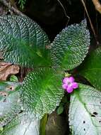 Image of Chrysothemis melittifolia