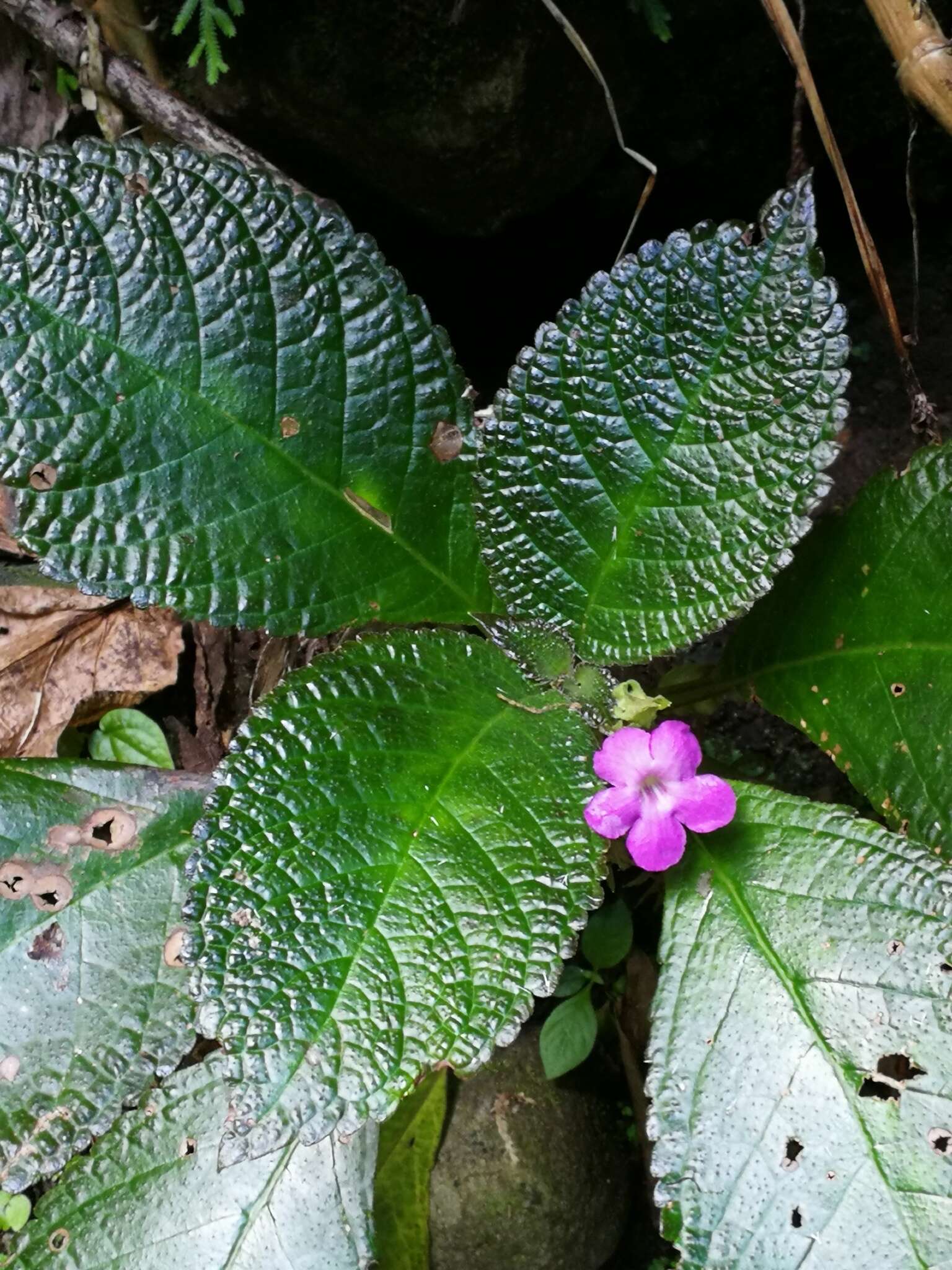 Image of Chrysothemis melittifolia