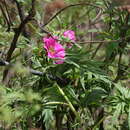 Image of Paeonia veitchii Lynch