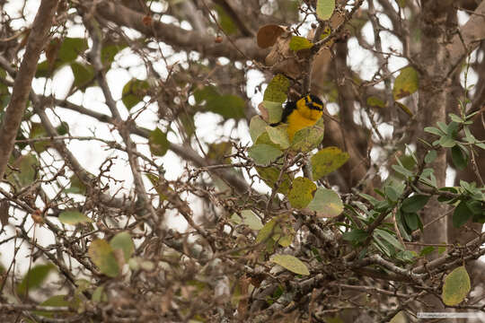 Image of Black-necked Weaver