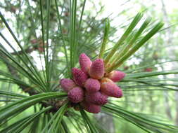 Imagem de Pinus sibirica Du Tour