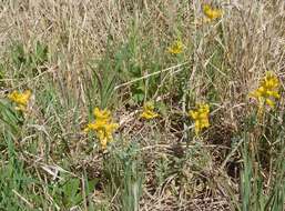 Image de Corydalis curvisiliqua Engelm. ex A. Gray