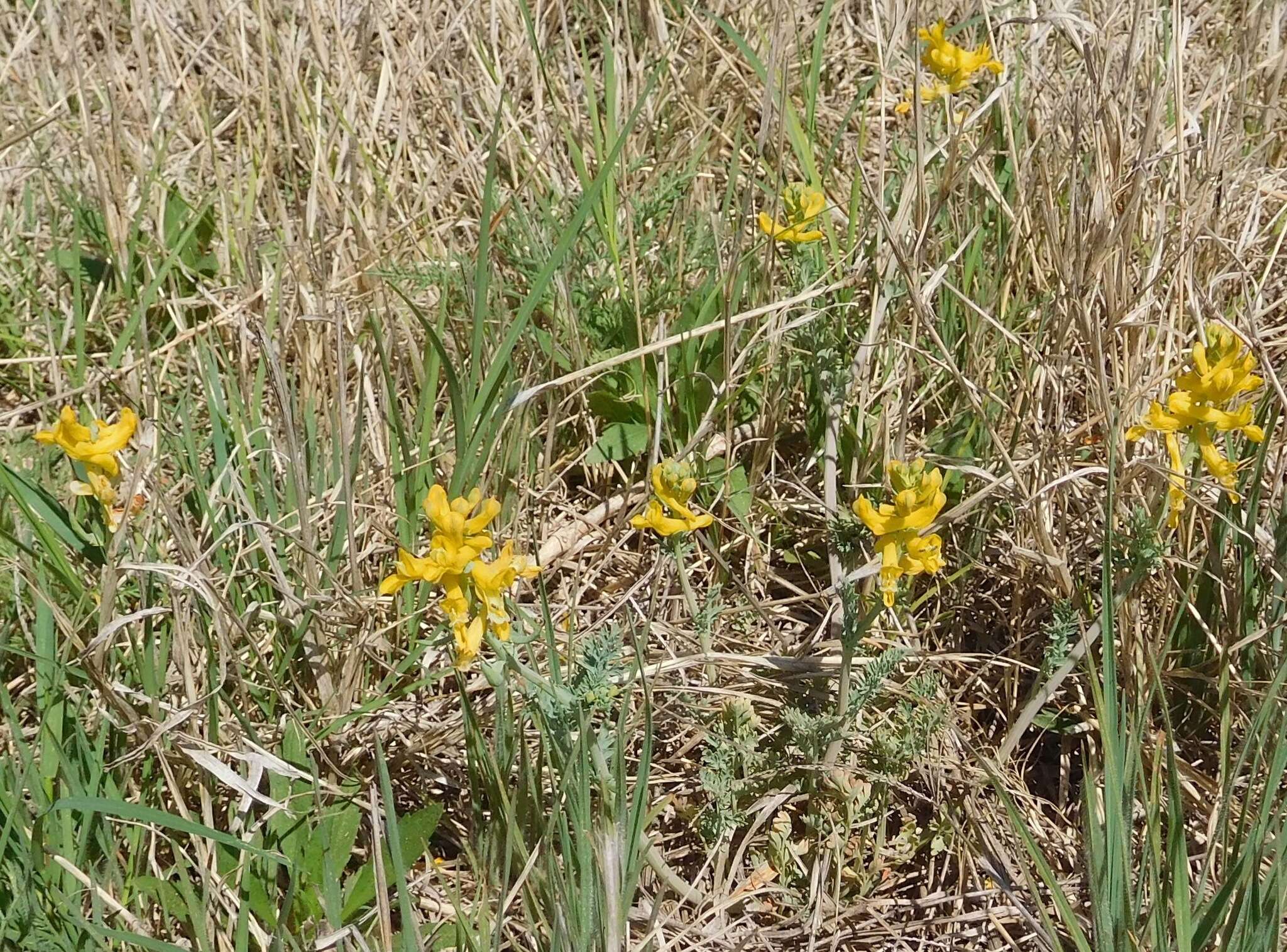 Image de Corydalis curvisiliqua Engelm. ex A. Gray