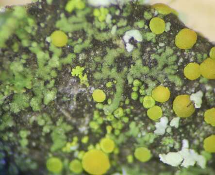 Image of waynea lichen