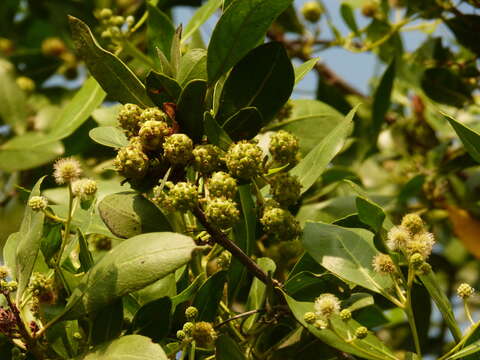 Image of mangrove