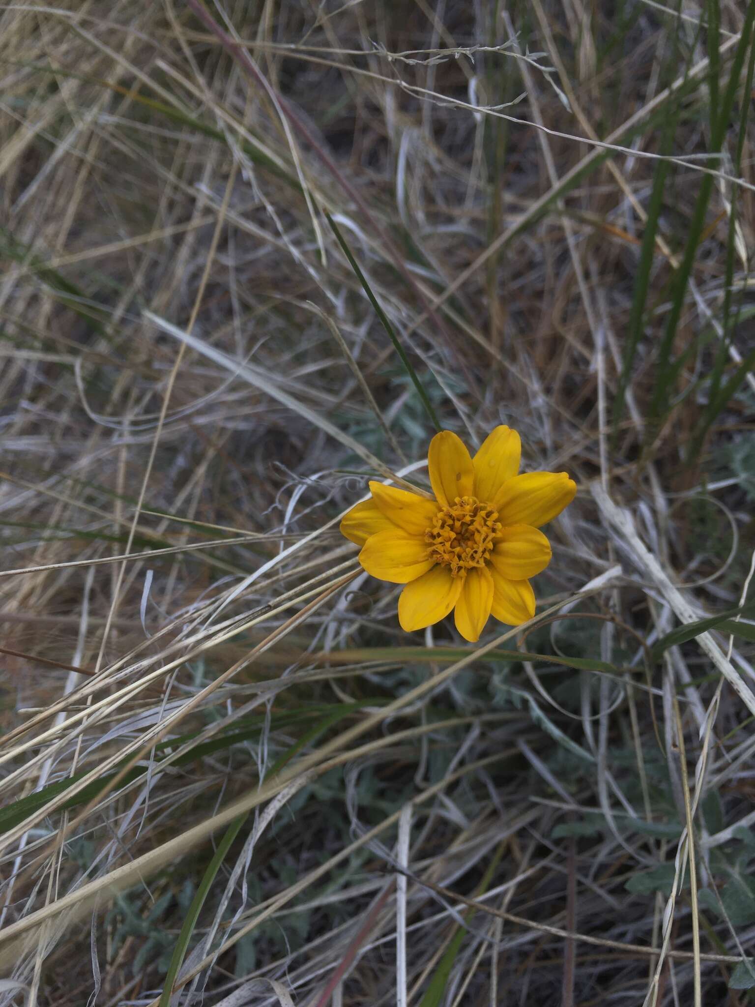 Plancia ëd Balsamorhiza lanata (W. M. Sharp) W. A. Weber