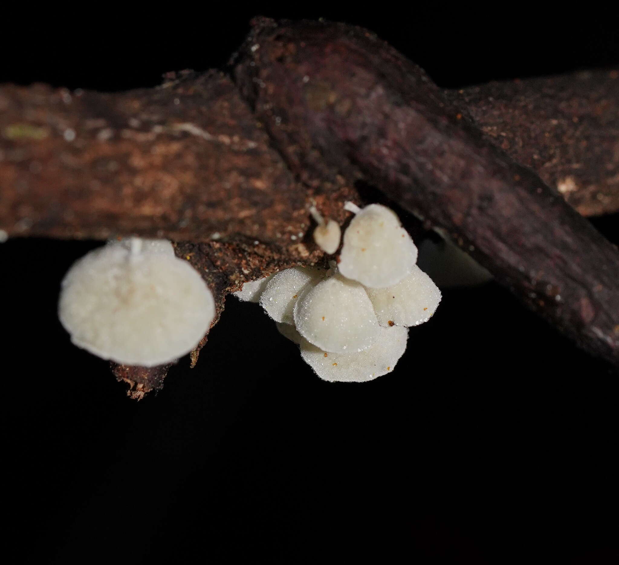 Image of Tetrapyrgos olivaceonigra (E. Horak) E. Horak 1987