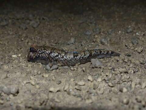 Image of Atlantic Mudskipper