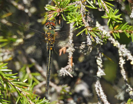 Image of northern emerald