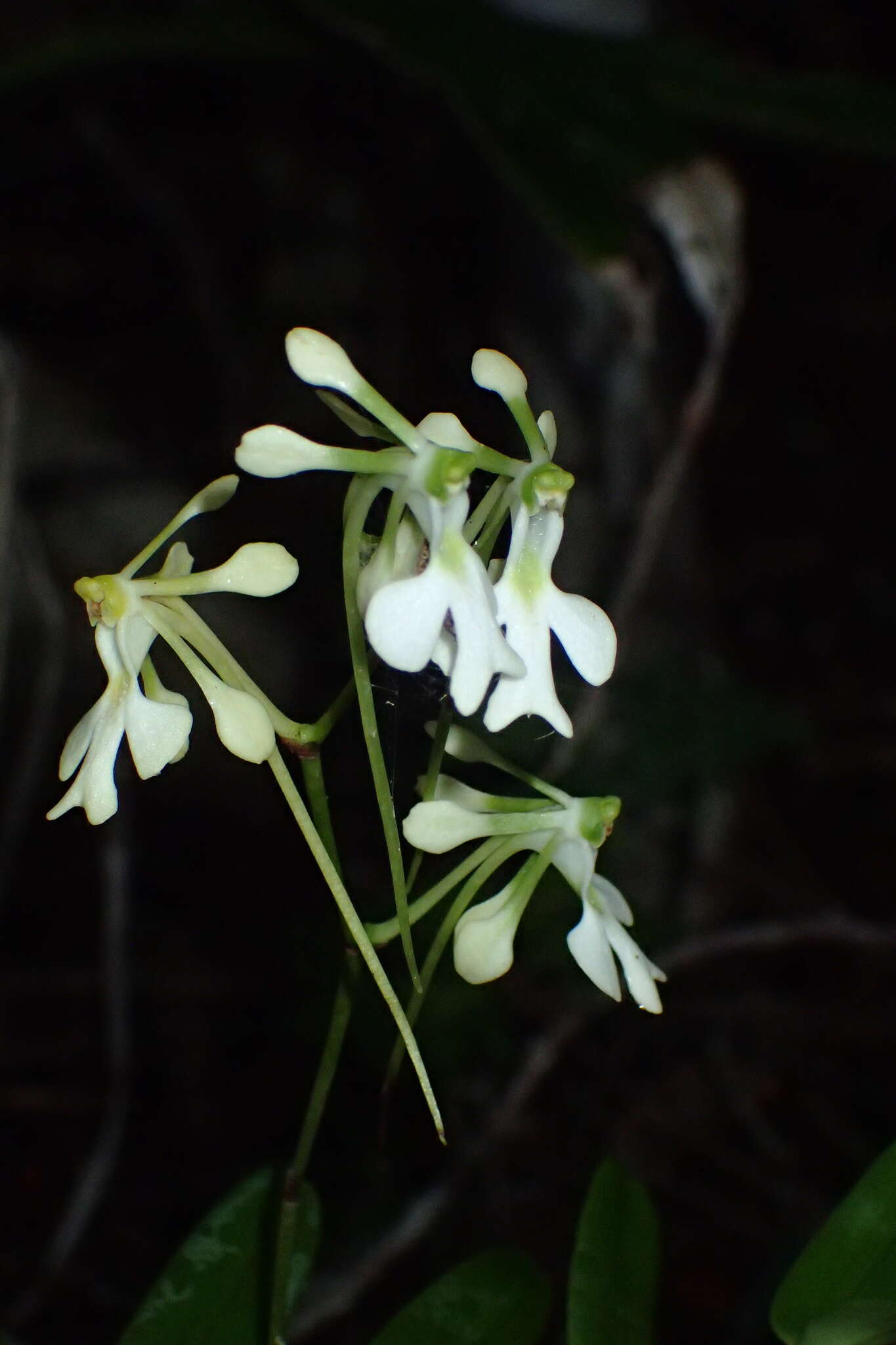 Imagem de Neobathiea spatulata H. Perrier