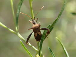 Image of Leptoglossus impictus (Stål 1860)