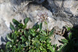 Image of Valeriana apula Pourr.