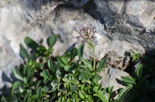 Image de Valeriana apula Pourr.