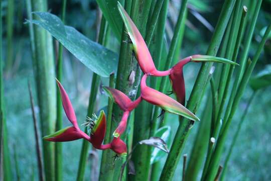 Image de Heliconia rauliniana Barreiros