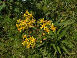 Image of Senecio sarracenicus L.