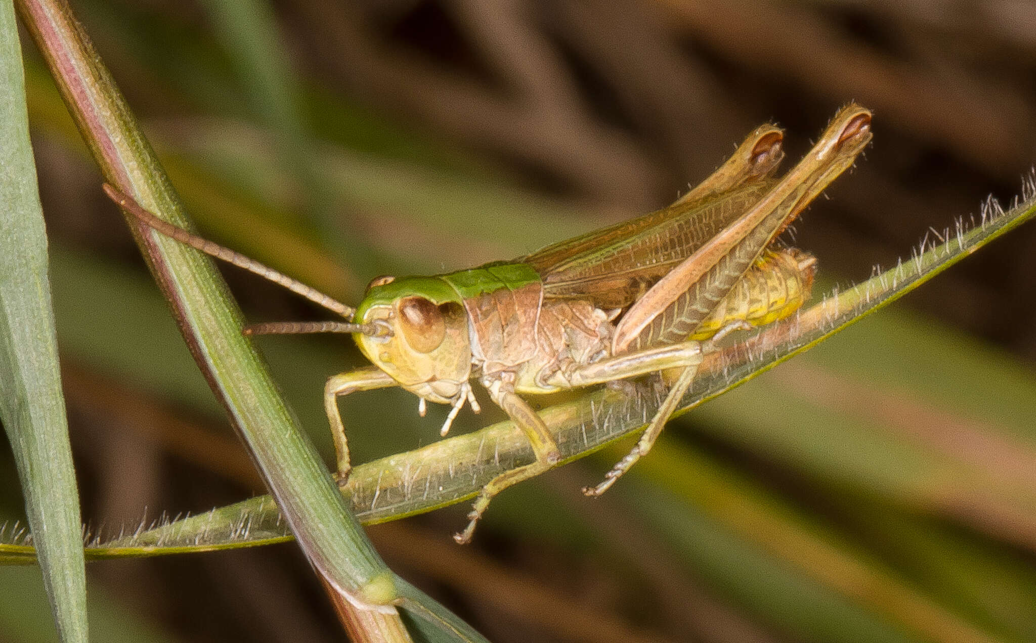 Image of Pseudochorthippus parallelus (Zetterstedt 1821)