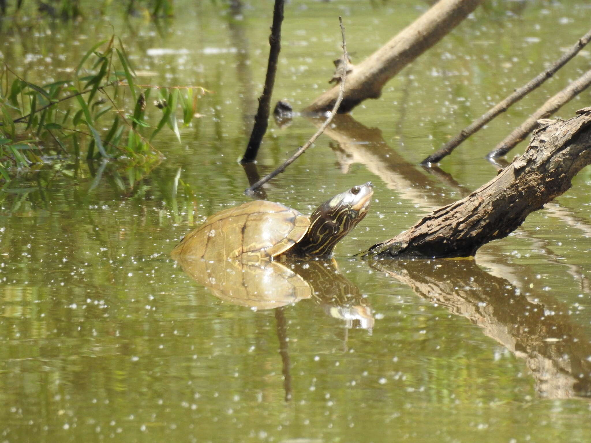 Image of Escambia Map Turtle