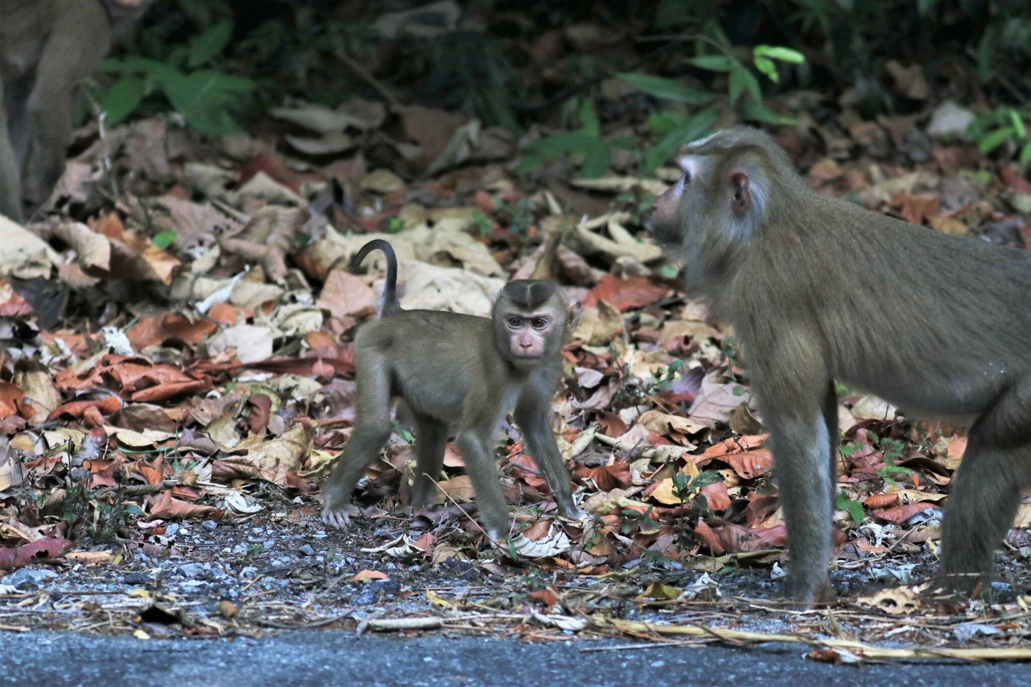 Image of Northern Pig-tailed Macaque