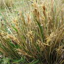 Image of Carex muelleri Petrie