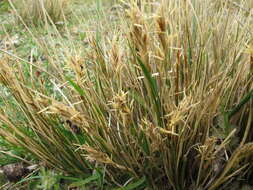 Image of Carex muelleri Petrie